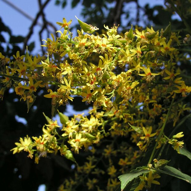 Blasenesche (Koelreuteria paniculata)
