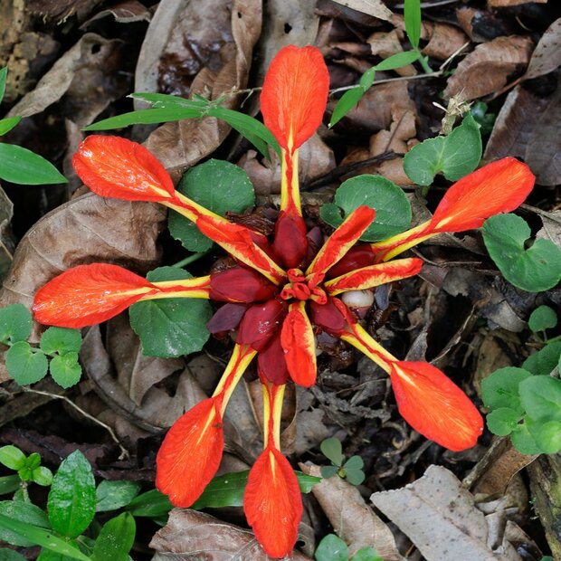 Rote Ingwerbl&uuml;te (Etlingera coccinea)