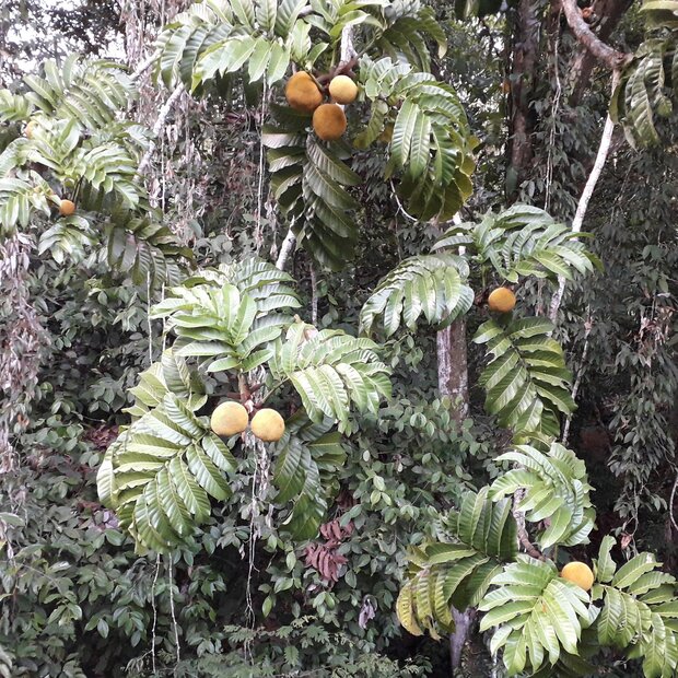 Entawak (Artocarpus anisophyllus)
