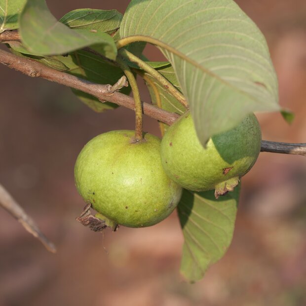 Guave (Psidium guajava)