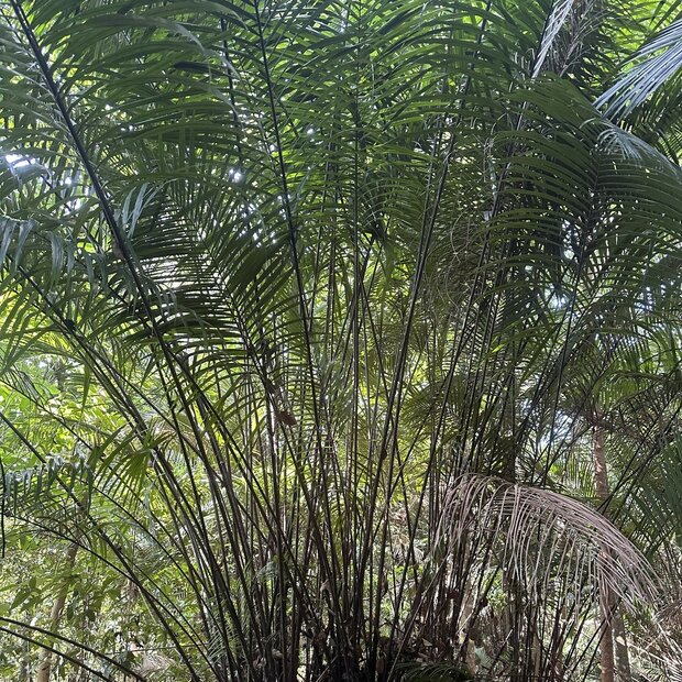 Bertam-Palme (Eugeissona tristis)