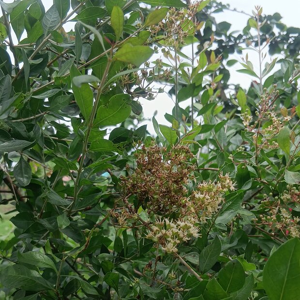 Henna (Lawsonia inermis)