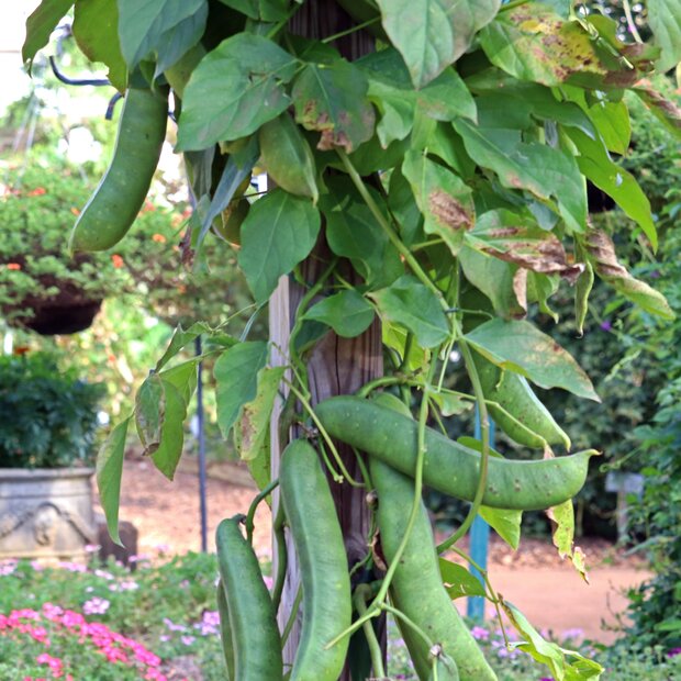 Jackbohne (Canavalia ensiformis)