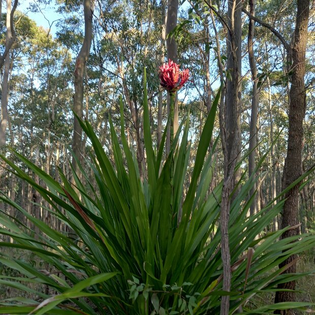 Gymealelie (Doryanthes excelsa)