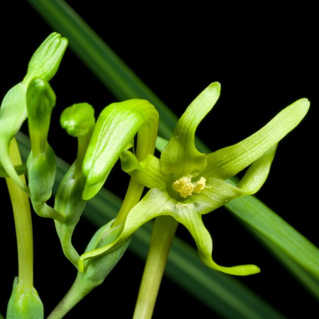 Gr&uuml;n freesia (Freesia viridis ssp. viridis)