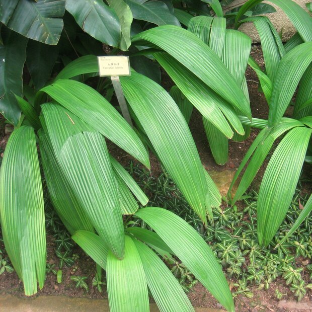 Lamba (Curculigo latifolia)