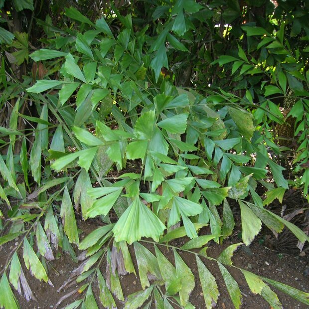 Fischschwanzpalme (Caryota mitis)