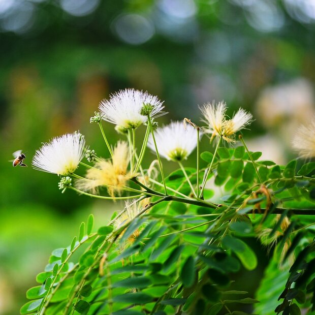 Kalkora-Schlafbaum (Albizia kalkora)