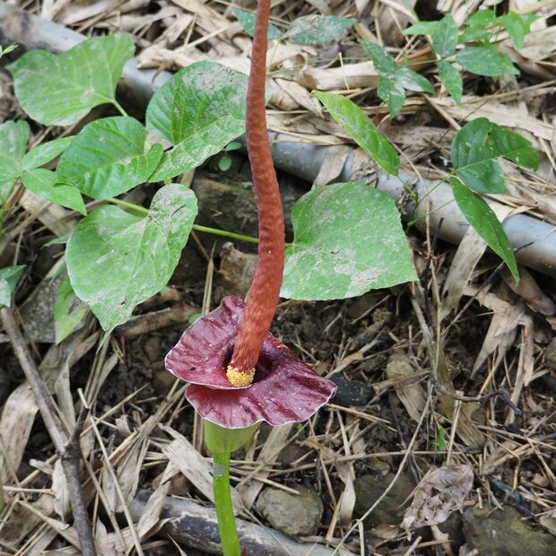 Henrys Aronstab (Amorphophallus henryi)