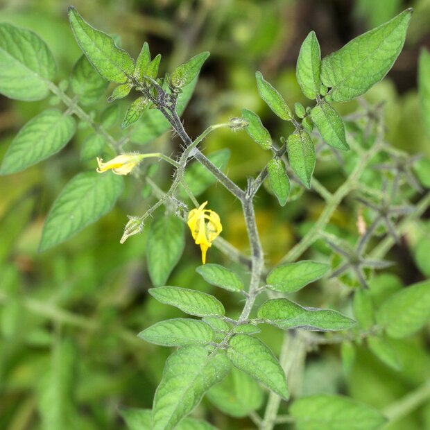 Gal&aacute;pagos-Tomate (Solanum cheesmaniae)