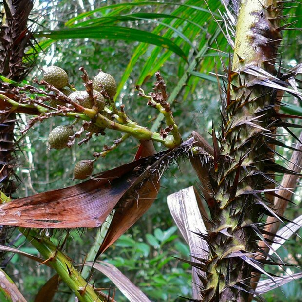 Rattan (Calamus rotang)