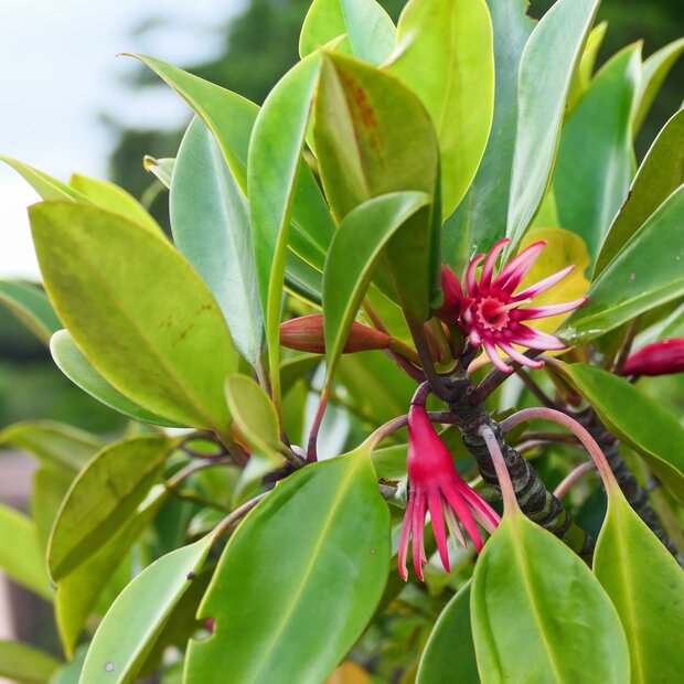 Orientalische Mangrove (Bruguiera gymnorhiza)