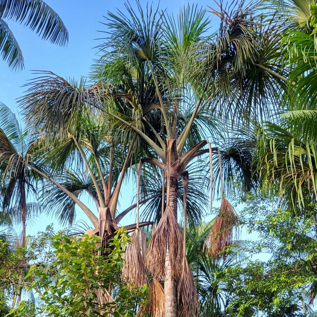Moriche-Palme (Mauritia flexuosa)